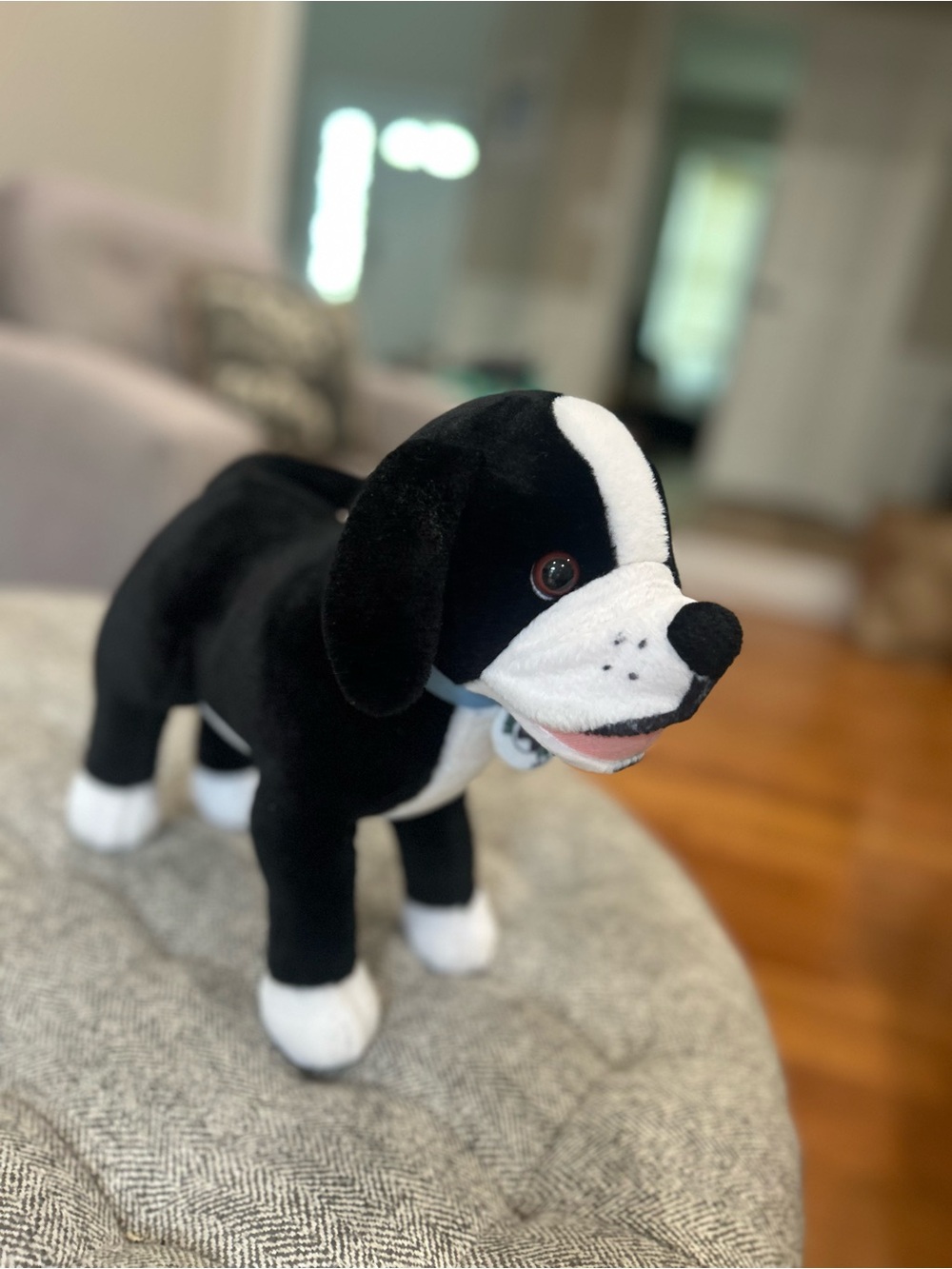 Jem the “Shelter Pawz” pup- excellent condition